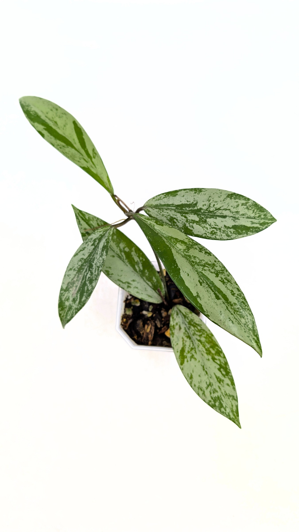 Hoya Pubicalyx Pink Silver Splash Ghost — The Leaf Gallery